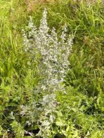 /album/alergia/alergia-palina-jpg/